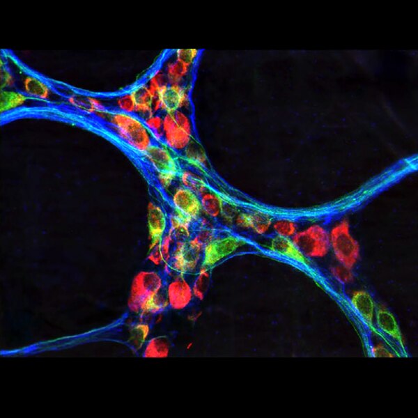 Immunofluorescent image of a rat myenteric plexus of the distal colon labeled with DSHB antibody 6G7 against Tubulin, beta III (blue). PMID: 38650986, Fig. 2A'.